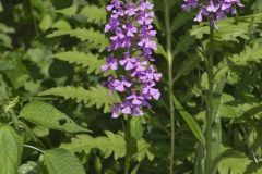 Purple Fringeless Orchid, Platanthera peramoena