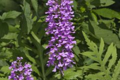 Purple Fringeless Orchid, Platanthera peramoena