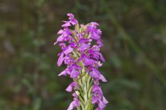 Purple Fringeless Orchid, Platanthera peramoena