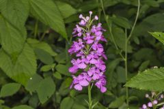 Purple Fringeless Orchid, Platanthera peramoena