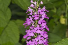 Purple Fringeless Orchid, Platanthera peramoena