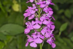 Purple Fringeless Orchid, Platanthera peramoena