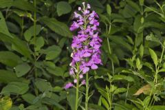 Purple Fringeless Orchid, Platanthera peramoena