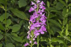 Purple Fringeless Orchid, Platanthera peramoena