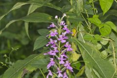 Purple Fringeless Orchid, Platanthera peramoena