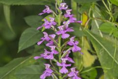 Purple Fringeless Orchid, Platanthera peramoena