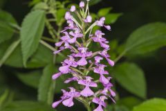 Purple Fringeless Orchid, Platanthera peramoena