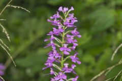 Purple Fringeless Orchid, Platanthera peramoena