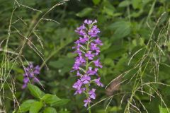 Purple Fringeless Orchid, Platanthera peramoena