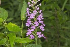 Purple Fringeless Orchid, Platanthera peramoena