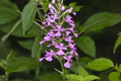 Purple Fringeless Orchid, Platanthera peramoena