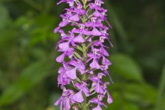 Purple Fringeless Orchid, Platanthera peramoena