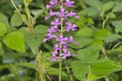 Purple Fringeless Orchid, Platanthera peramoena