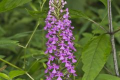 Purple Fringeless Orchid, Platanthera peramoena