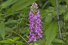 Purple Fringeless Orchid, Platanthera peramoena