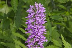 Purple Fringeless Orchid, Platanthera peramoena