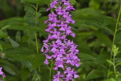 Purple Fringeless Orchid, Platanthera peramoena