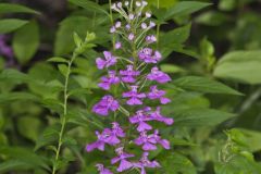 Purple Fringeless Orchid, Platanthera peramoena