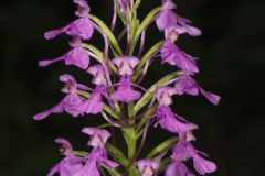 Purple Fringeless Orchid, Platanthera peramoena