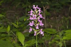 Purple Fringeless Orchid, Platanthera peramoena