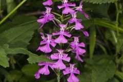 Purple Fringeless Orchid, Platanthera peramoena