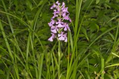 Purple Fringeless Orchid, Platanthera peramoena