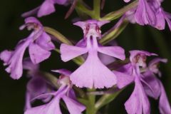 Purple Fringeless Orchid, Platanthera peramoena