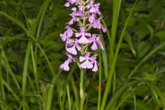 Purple Fringeless Orchid, Platanthera peramoena