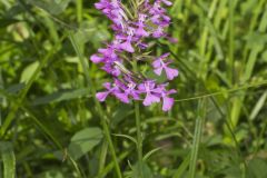 Purple Fringeless Orchid, Platanthera peramoena