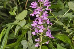 Purple Fringeless Orchid, Platanthera peramoena