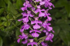 Purple Fringeless Orchid, Platanthera peramoena