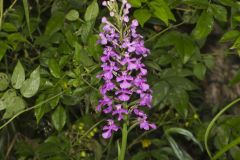 Purple Fringeless Orchid, Platanthera peramoena