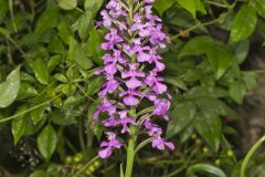 Purple Fringeless Orchid, Platanthera peramoena