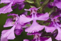 Purple Fringeless Orchid, Platanthera peramoena