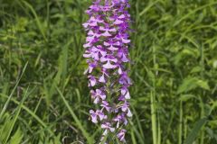 Purple Fringeless Orchid, Platanthera peramoena