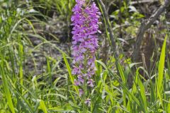 Purple Fringeless Orchid, Platanthera peramoena