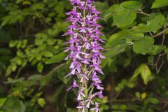 Purple Fringeless Orchid, Platanthera peramoena