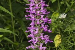 Purple Fringeless Orchid, Platanthera peramoena