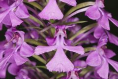 Purple Fringeless Orchid, Platanthera peramoena