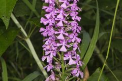 Purple Fringeless Orchid, Platanthera peramoena