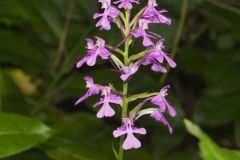 Purple Fringeless Orchid, Platanthera peramoena