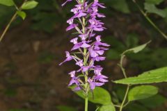 Purple Fringeless Orchid, Platanthera peramoena