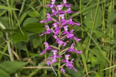 Purple Fringeless Orchid, Platanthera peramoena