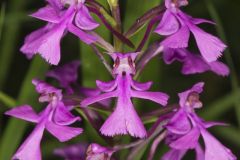 Purple Fringeless Orchid, Platanthera peramoena