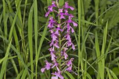 Purple Fringeless Orchid, Platanthera peramoena