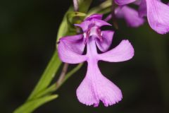 Purple Fringeless Orchid, Platanthera peramoena