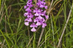 Purple Fringeless Orchid, Platanthera peramoena