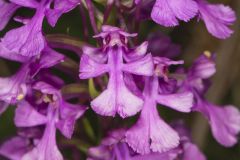 Purple Fringeless Orchid, Platanthera peramoena