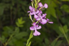 Purple Fringeless Orchid, Platanthera peramoena