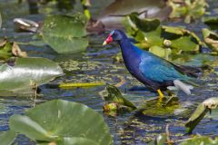 Purple Gallinule, Porphyrio martinicus